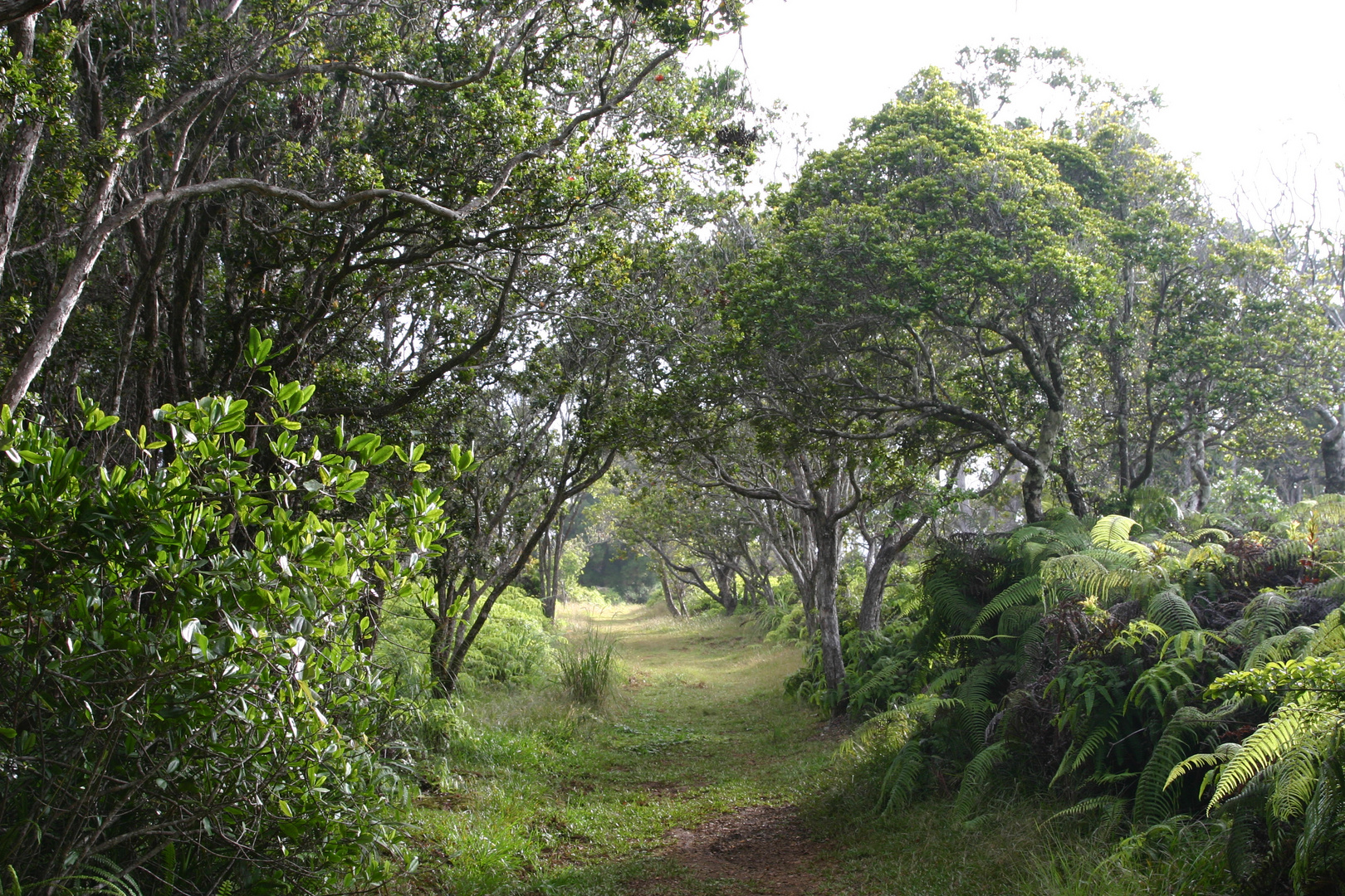 Alaka'i Swamp Trail