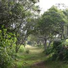 Alaka'i Swamp Trail