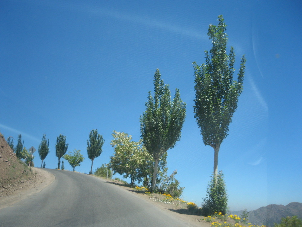 Alamos del cielo