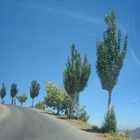 Alamos del cielo