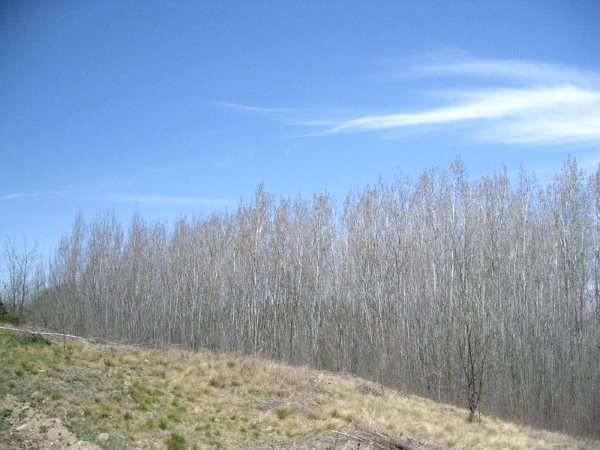 Alamos- Yacanto, Córdoba, Argentina