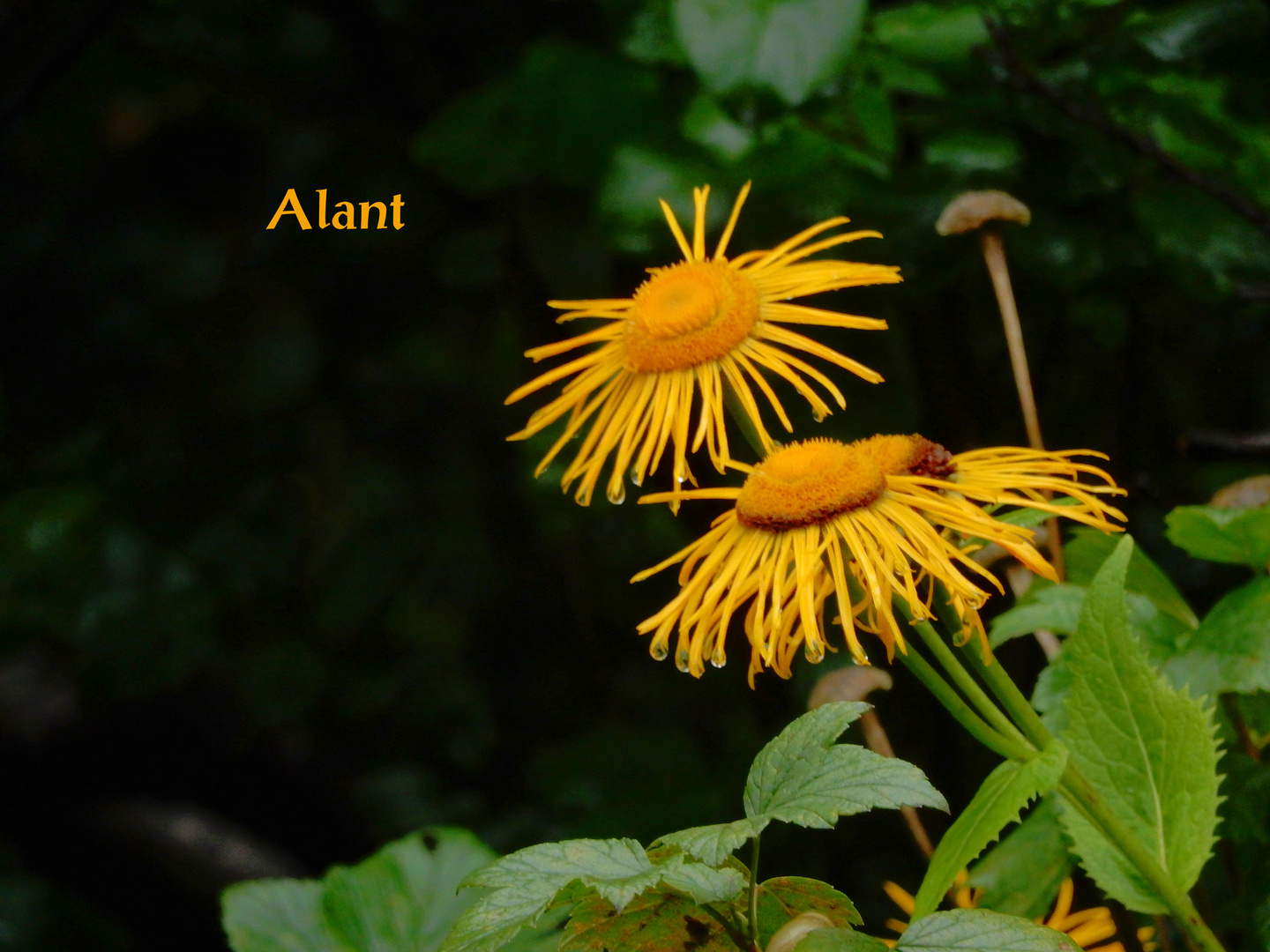 Alant Foto & Bild jahreszeiten, natur, pflanzen Bilder auf