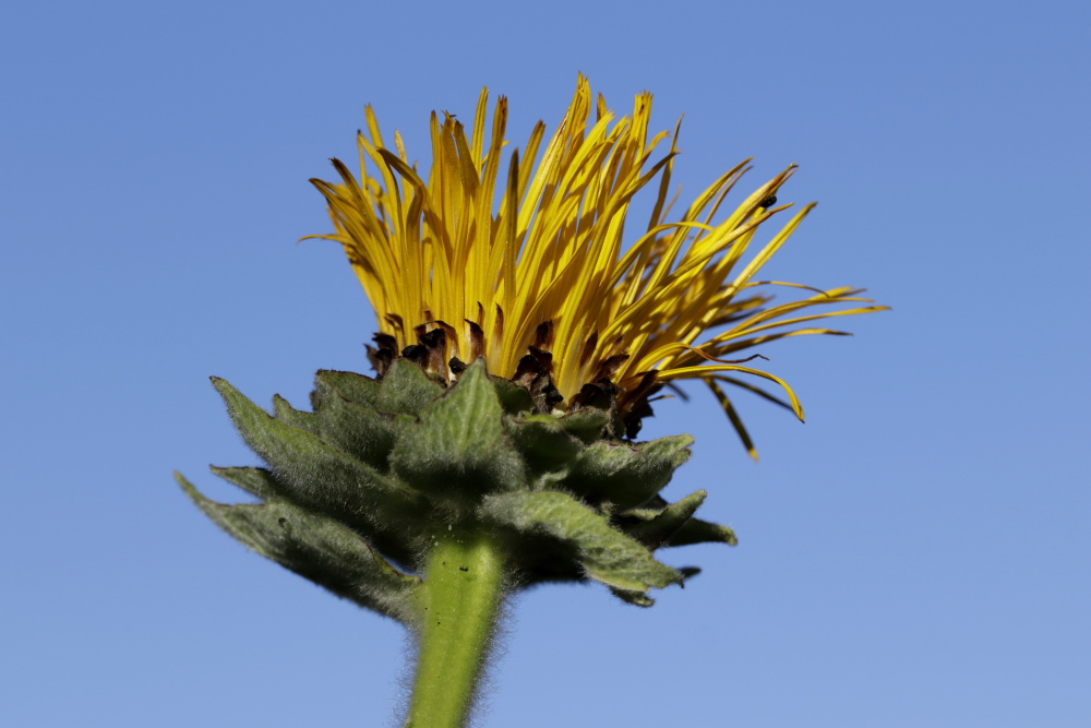 Alant (Inula)