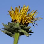 Alant (Inula)