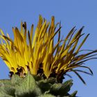 Alant (Inula)