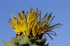 Alant (Inula)