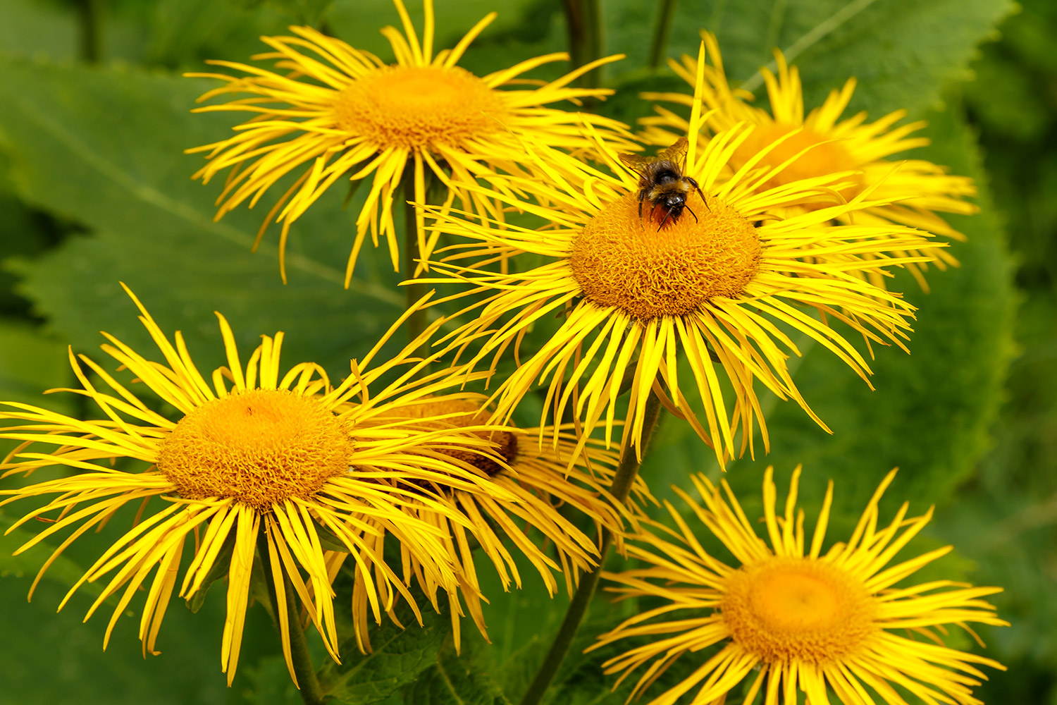 Alant ( Inula helenium) 