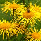 Alant ( Inula helenium) 