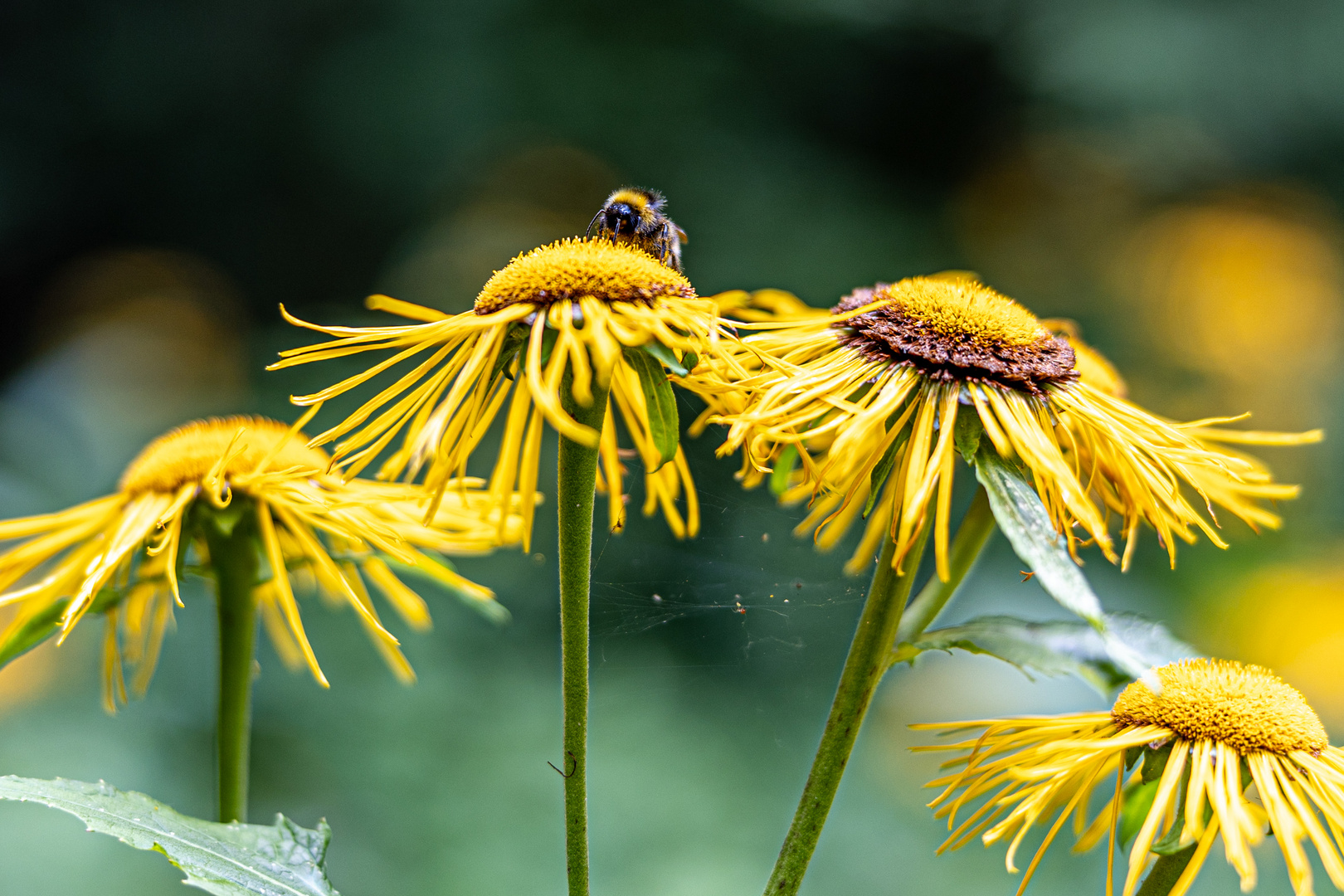 Alante mit Wildbiene