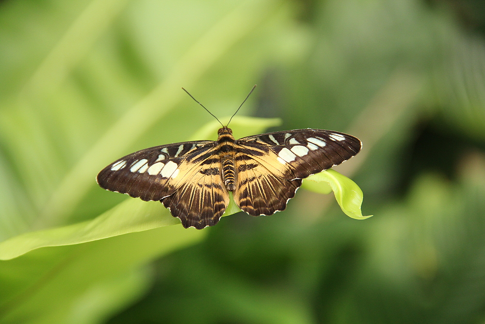 Alaris Schmetterlingspark