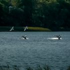 Alarm bei Familie Schwan