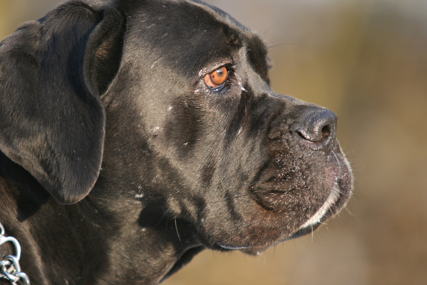 "Alarmanlage" Foto & Bild | tiere, haustiere, hunde Bilder ...