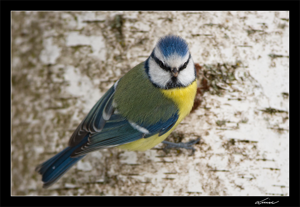 alarmierte Blaumeise