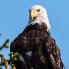 Alaska 2019 Weisskopfseeadler