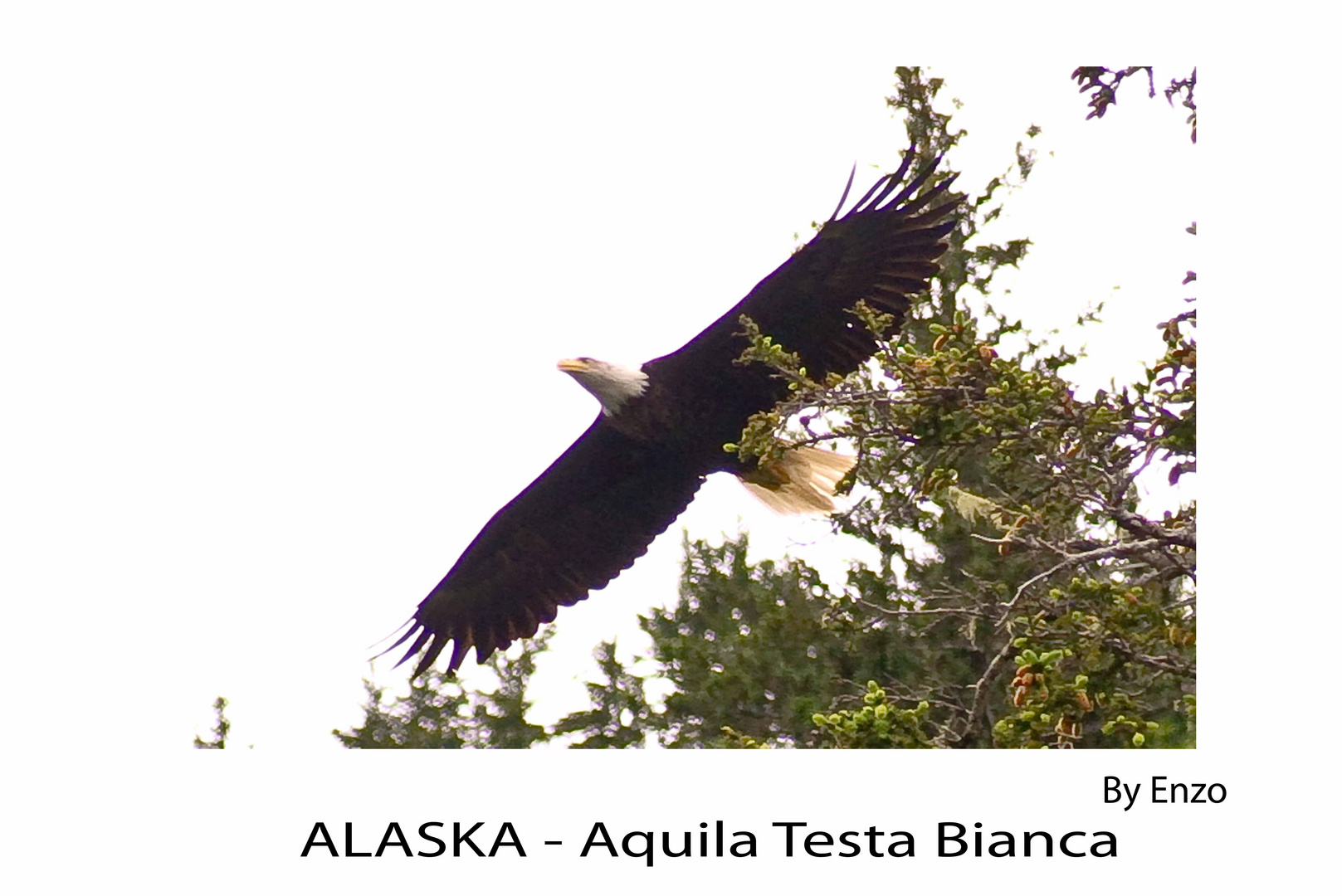 Alaska Aquila Testa Bianca