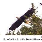 Alaska Aquila Testa Bianca