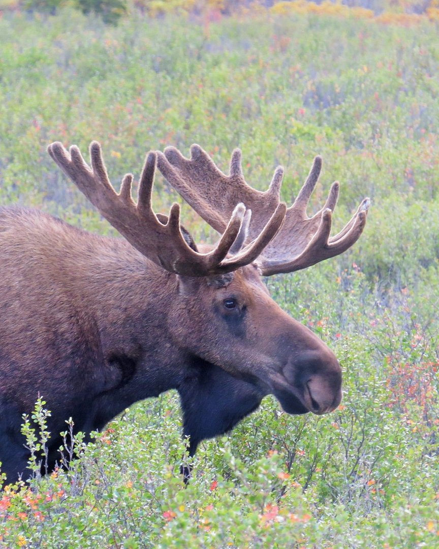 Alaska Denali N.P. 2