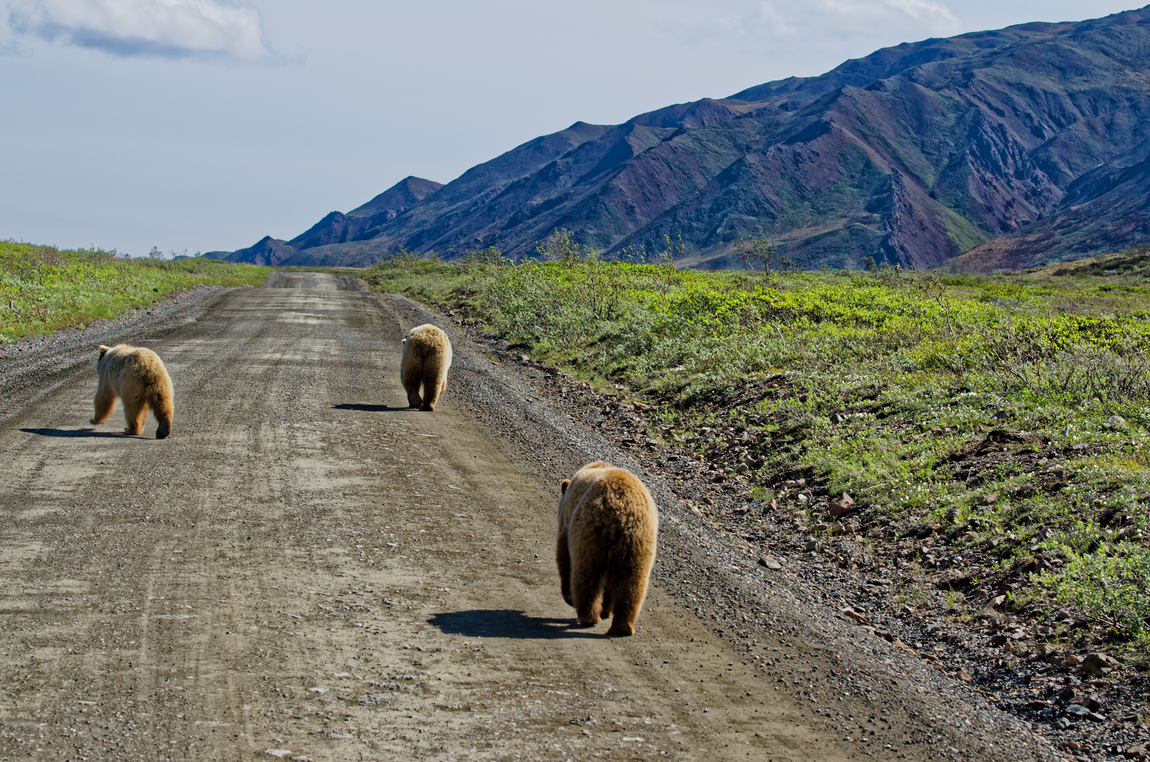 Alaska, Denali NP