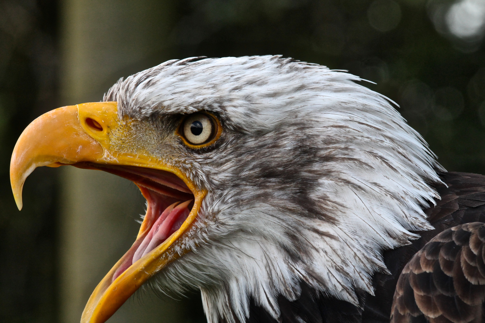 Alaska der Weißkopfseeadler