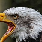 Alaska der Weißkopfseeadler