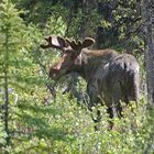 Alaska Elch - Alaska Moose (Alces alces gigas)