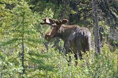 Alaska Elch - Alaska Moose (Alces alces gigas)