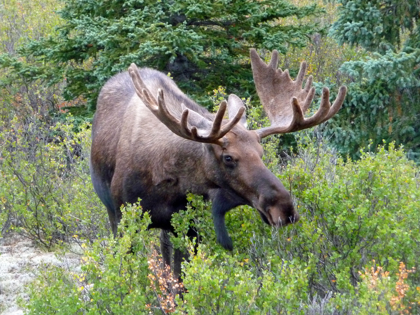 Alaska: Elch im Denali National Park