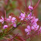 Alaska Fireweed