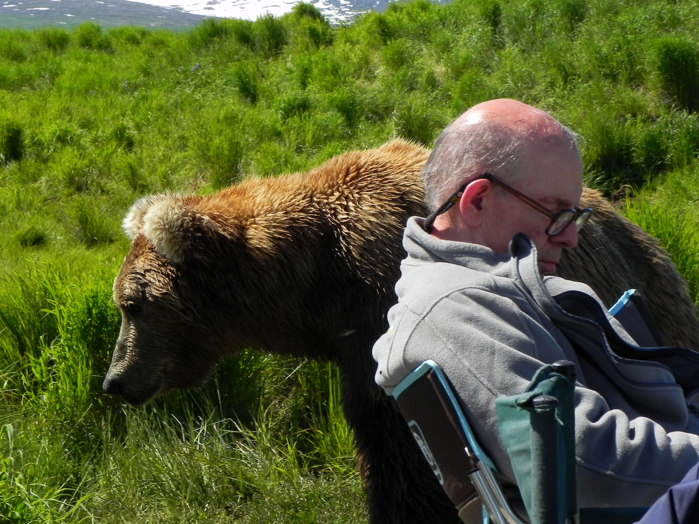 Alaska-Grizzly- so nah und der Kollege schläft :-)