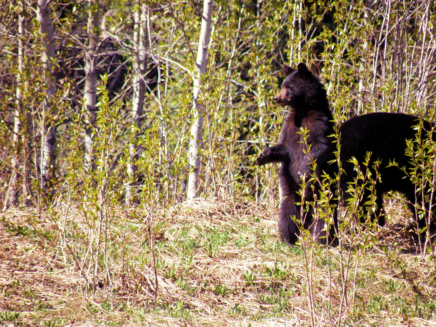 Alaska Highway km 260 - Bär stehend