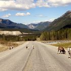 Alaska Highway km 720 - Ziegen