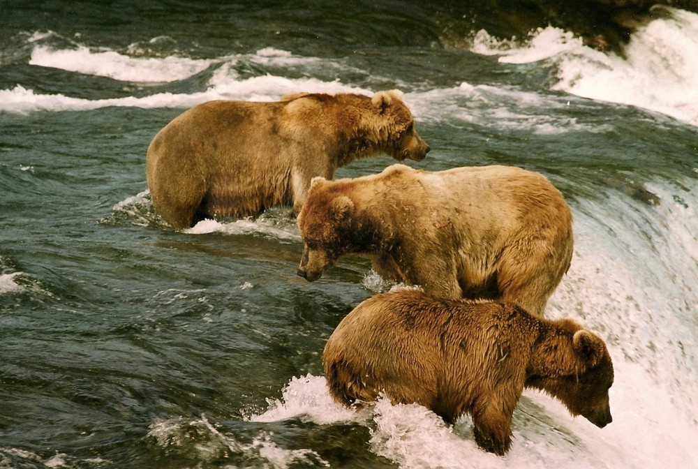 Alaska - Hunting Grizzly's