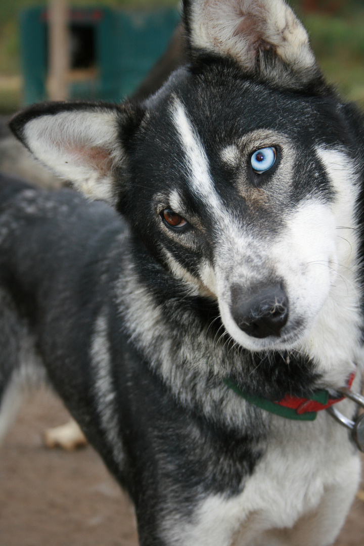 Alaska-Husky Musher Frank Turner Hund Mozart