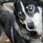 Alaska-Husky Musher Frank Turner Hund Mozart