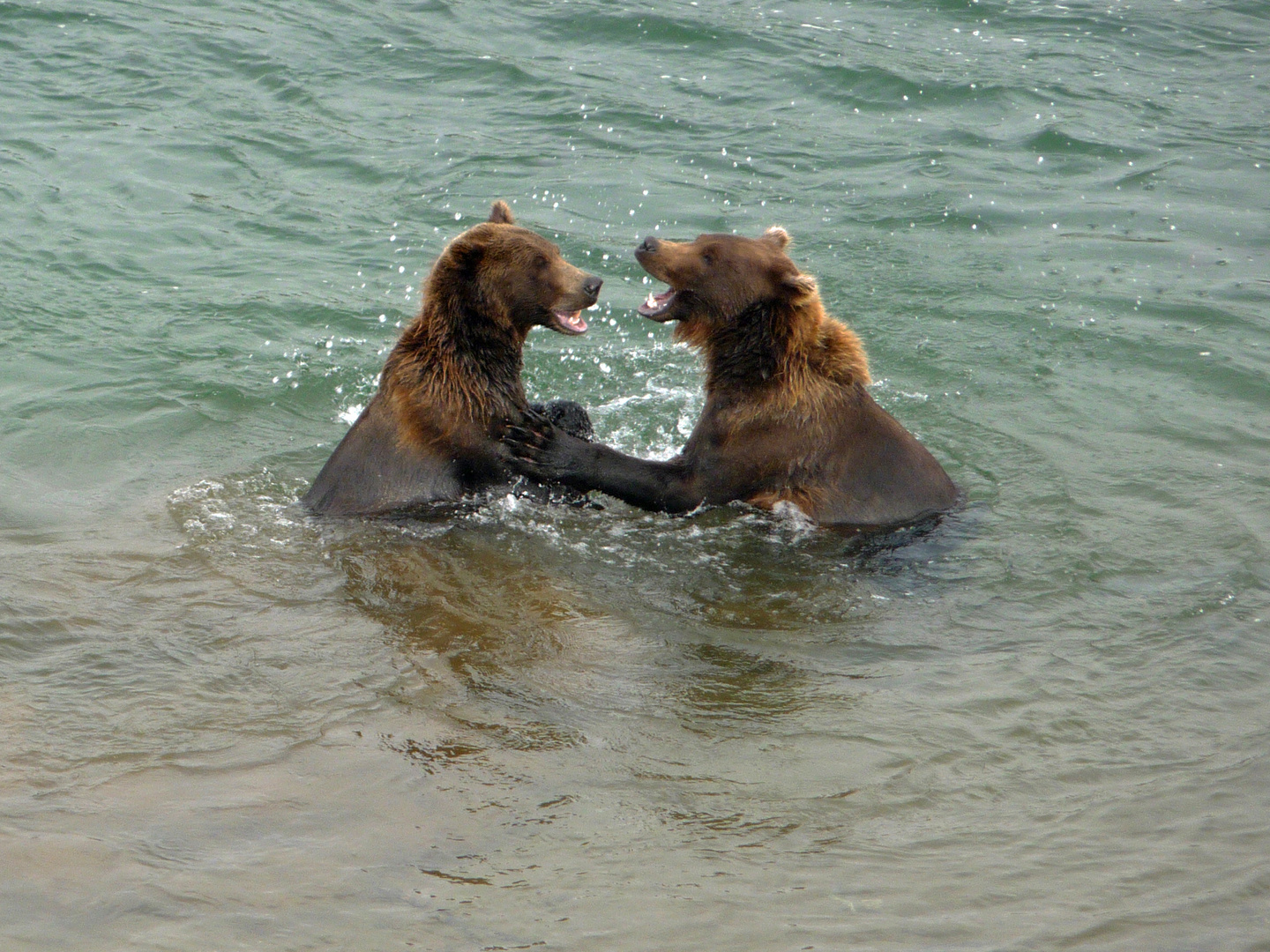 Alaska: Junge Braunbären balgen sich