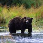 Alaska Katmai NP