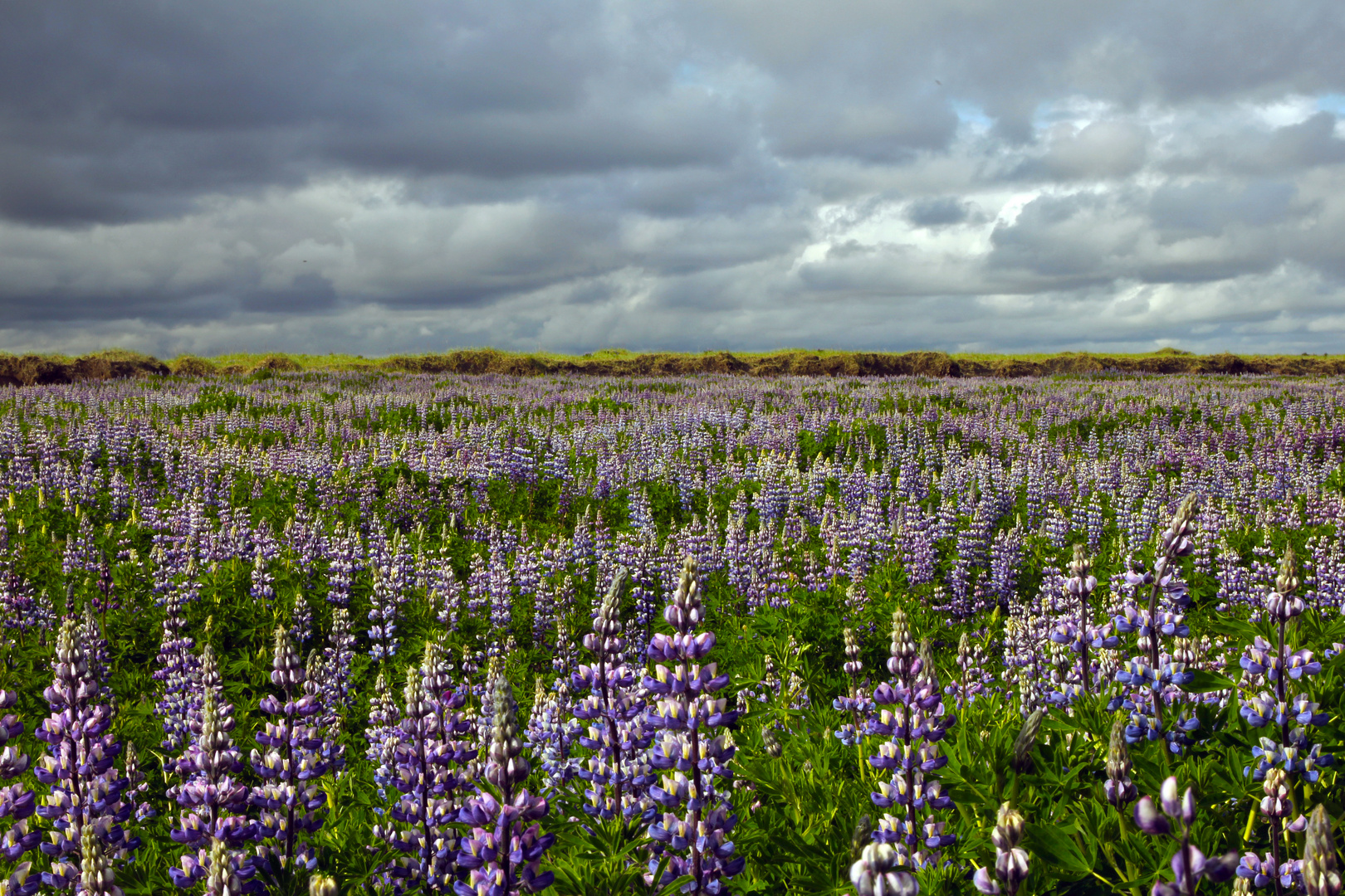 Alaska-Lupine