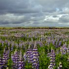 Alaska-Lupine