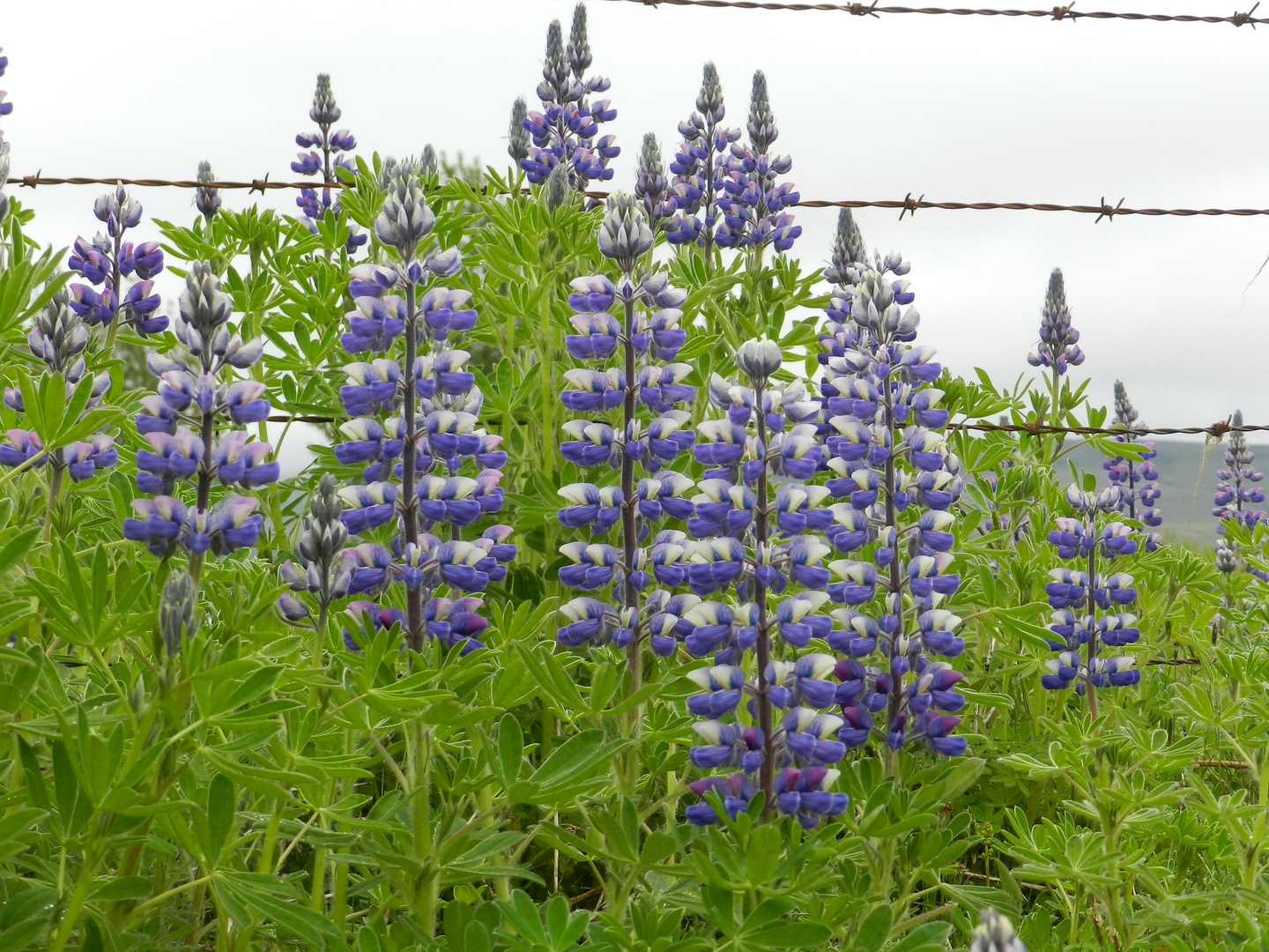 Alaska-Lupine