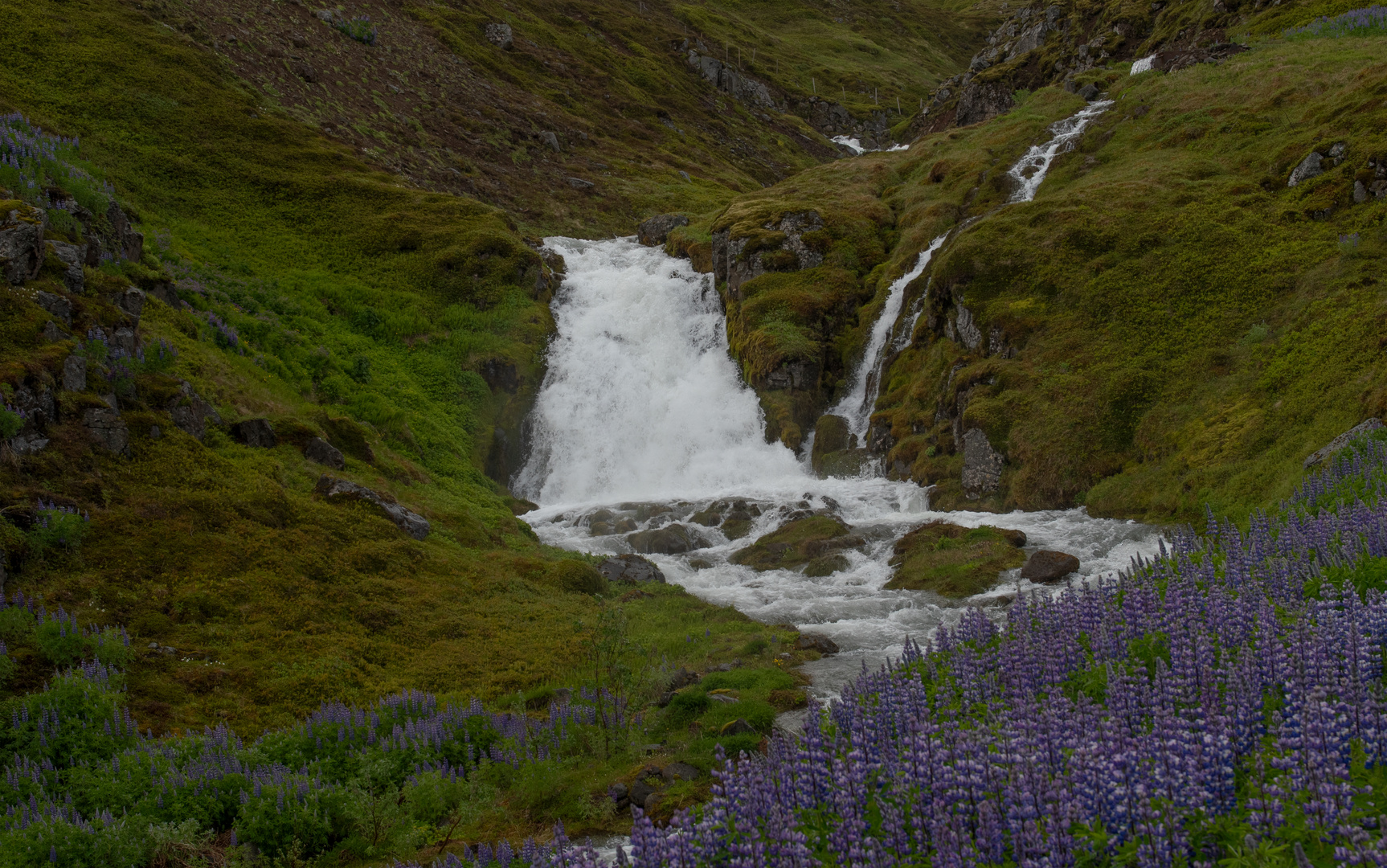 Alaska Lupinen