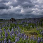 Alaska-Lupinen...