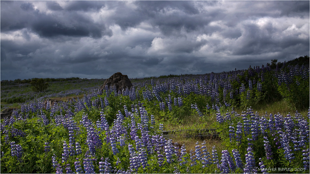 Alaska-Lupinen...