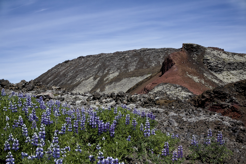 Alaska-Lupinen im Lavafeld