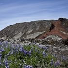 Alaska-Lupinen im Lavafeld