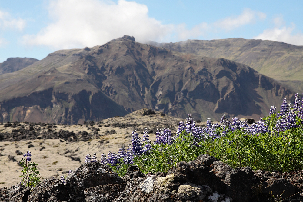 Alaska-Lupinen im Lavafeld