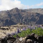 Alaska-Lupinen im Lavafeld