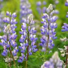 Alaska Lupinen (Lupinus nootkatensis)