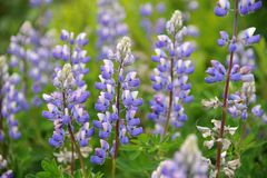 Alaska Lupinen (Lupinus nootkatensis)