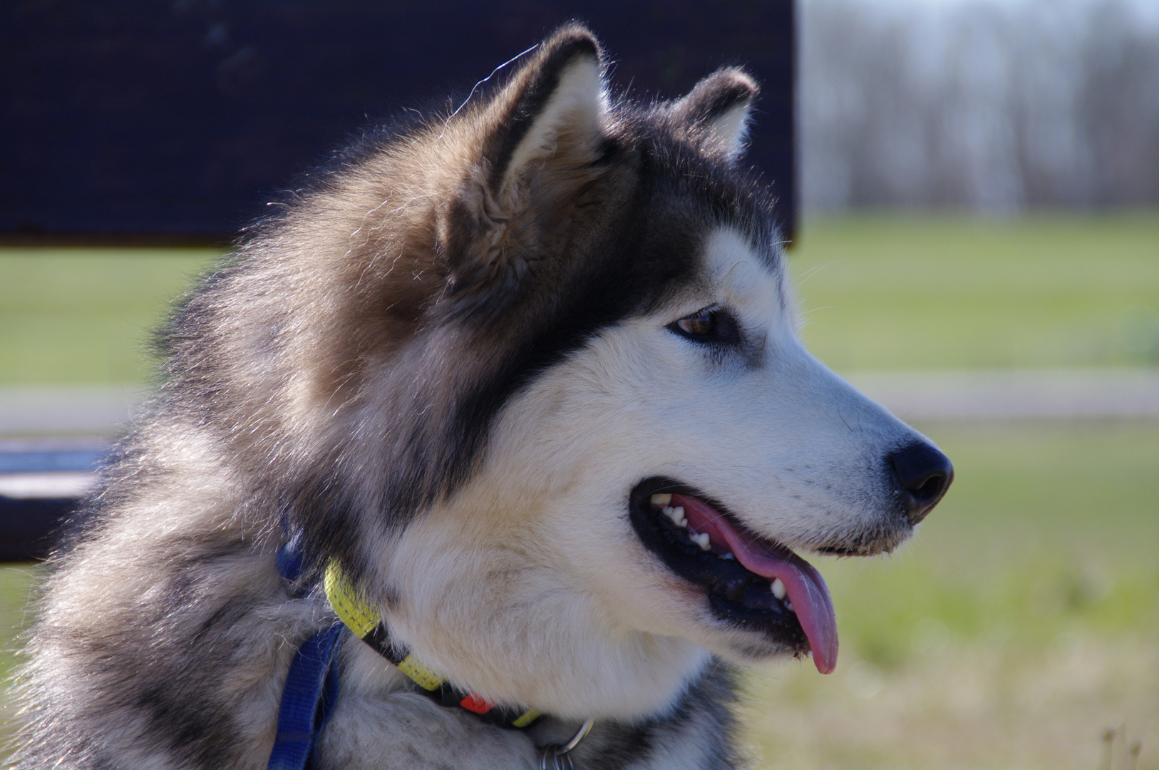 Alaska Malamute Foto & Bild | tiere, haustiere, hunde ...