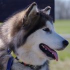 Alaska Malamute